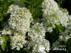 Hortenzija šluotelinė ,Dentelle de Gorron' (lot. Hydrangea paniculata)